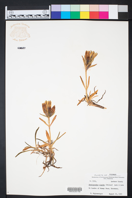 Gentiana algida image
