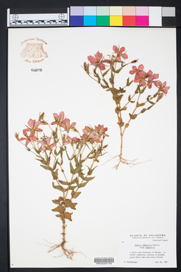 Sabatia campestris image