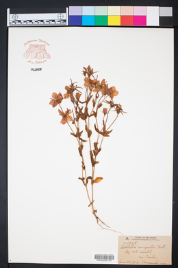 Sabbatia campestris image