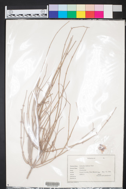 Ephedra trifurca image