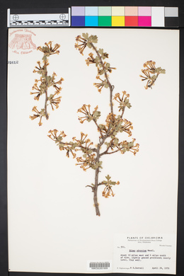 Ribes odoratum image