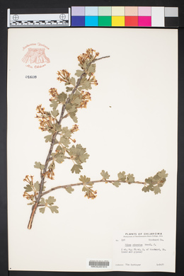 Ribes odoratum image