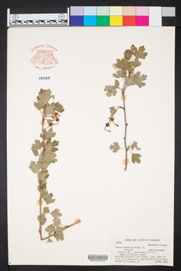 Ribes odoratum image