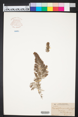 Myriophyllum pinnatum image