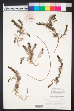 Myriophyllum spicatum image