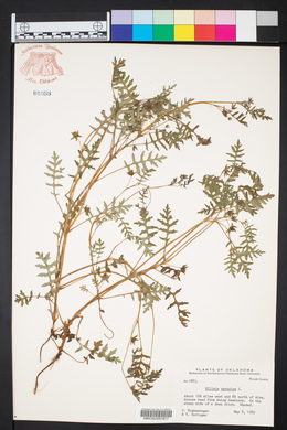 Ellisia nyctelea image