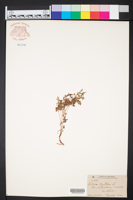Ellisia nyctelea image