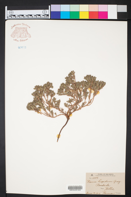 Nama hispida image