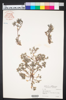 Nama hispida image