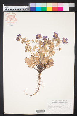 Nemophila phacelioides image