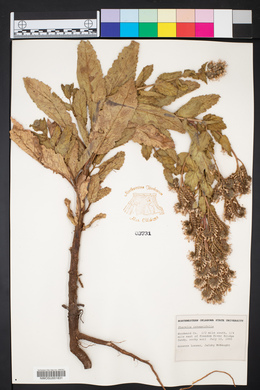 Phacelia integrifolia image