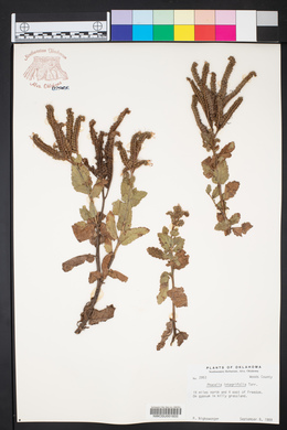 Phacelia integrifolia image