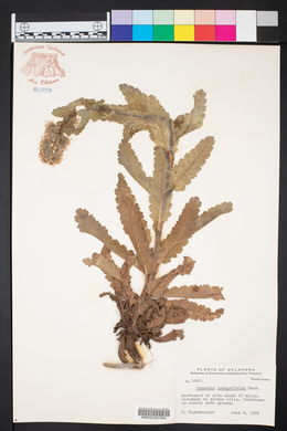 Phacelia integrifolia image
