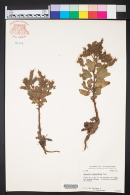 Phacelia integrifolia image