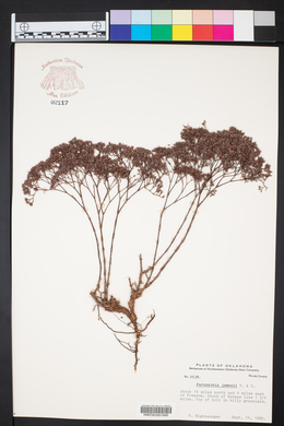 Paronychia jamesii image