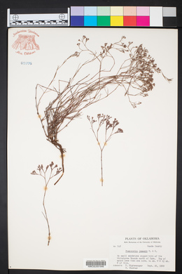 Paronychia jamesii image
