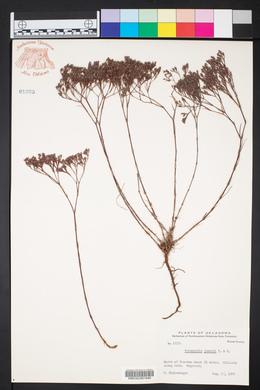 Paronychia jamesii image