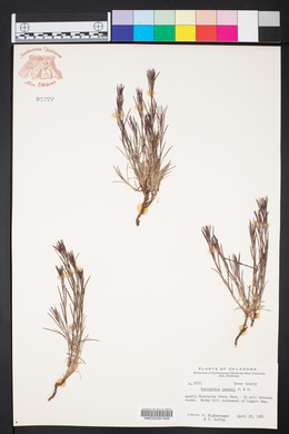 Paronychia jamesii image