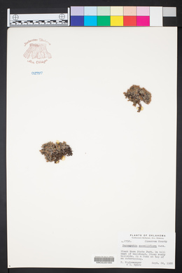 Paronychia sessiliflora image