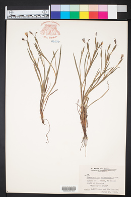 Sisyrinchium atlanticum image