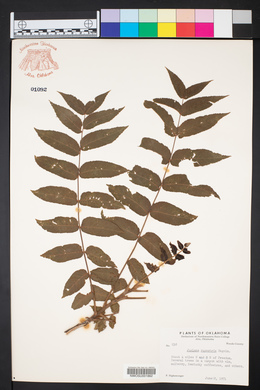 Juglans microcarpa var. microcarpa image