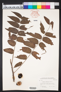 Juglans microcarpa var. microcarpa image