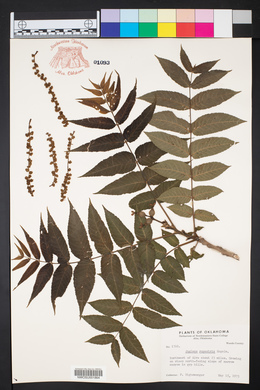 Juglans microcarpa var. microcarpa image