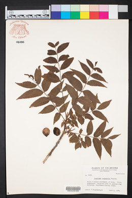 Juglans microcarpa var. microcarpa image