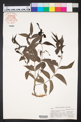 Juglans microcarpa image
