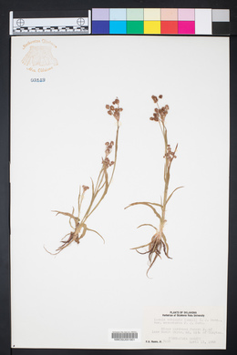 Luzula echinata image
