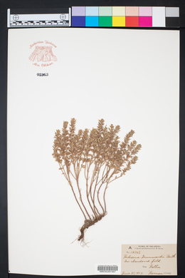 Hedeoma drummondii image