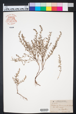 Hedeoma drummondii image