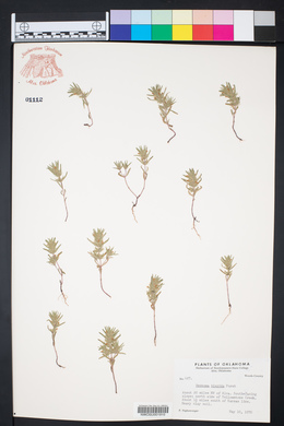 Hedeoma hispida image