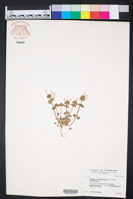 Lamium amplexicaule subsp. amplexicaule image