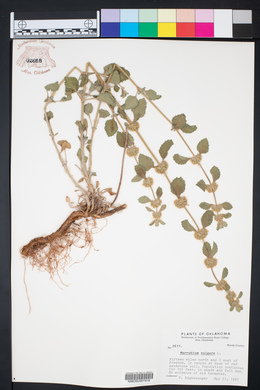 Marrubium vulgare image