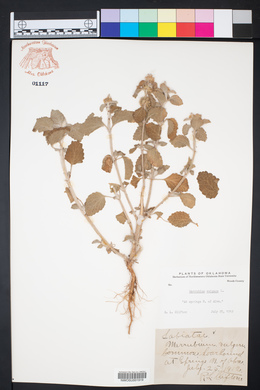 Marrubium vulgare image
