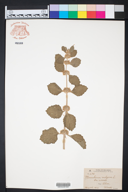 Marrubium vulgare image
