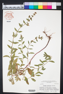 Mentha x gracilis image