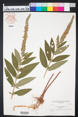 Teucrium canadense var. canadense image