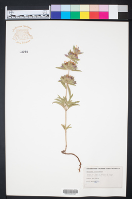 Monarda citriodora image