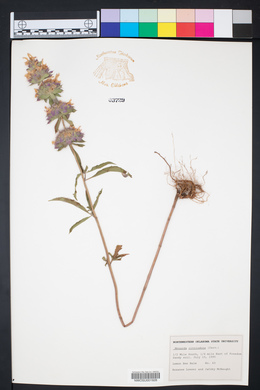 Monarda citriodora image