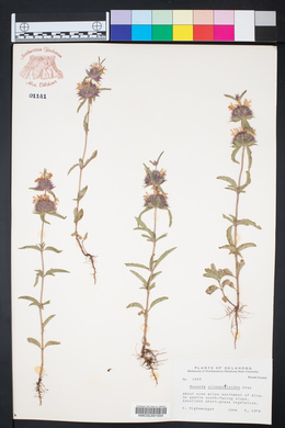 Monarda clinopodioides image