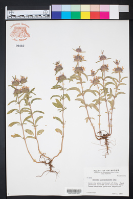 Monarda clinopodioides image