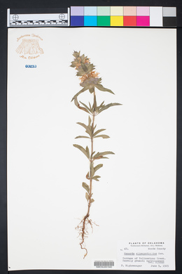 Monarda clinopodioides image
