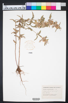 Monarda clinopodioides image