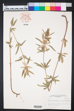 Monarda punctata var. occidentalis image