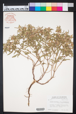 Monarda punctata var. occidentalis image