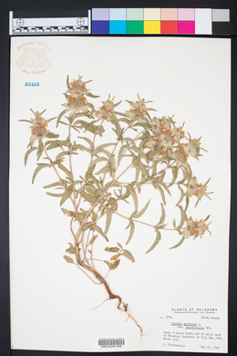 Monarda punctata subsp. occidentalis image