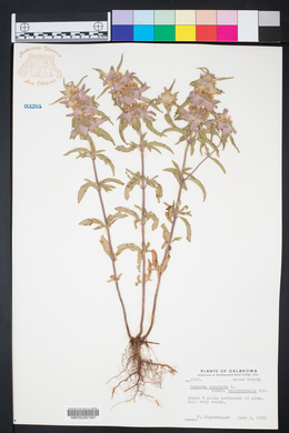 Monarda punctata subsp. occidentalis image