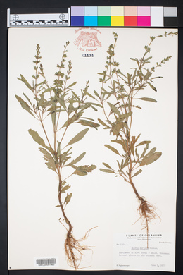 Salvia reflexa image